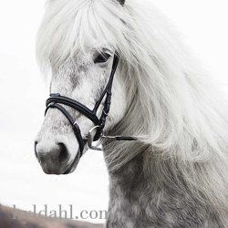 Hrimnir Flash Noseband