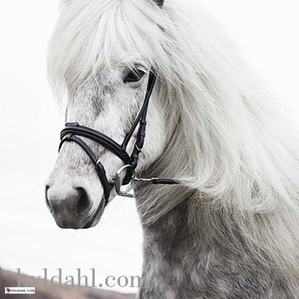 Hrimnir Flash Noseband