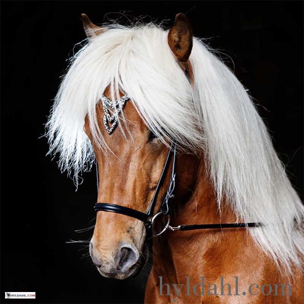 Hrimnir Headstall Heritage G- Unity