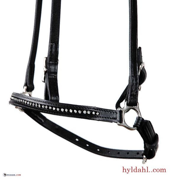 TopReiter NR Glamour