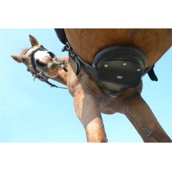 Prestige RP DresurGjord